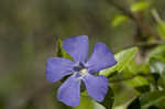 Common periwinkle